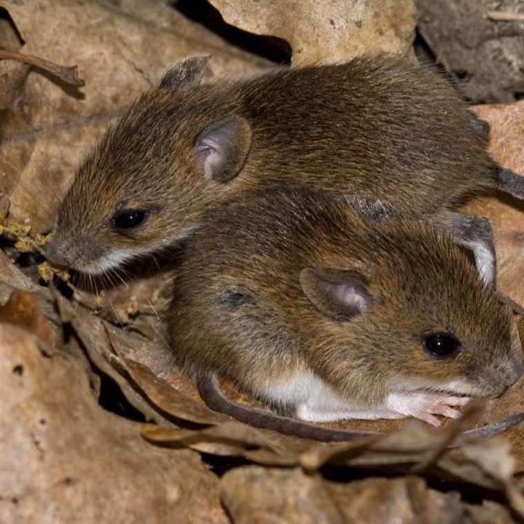 Уничтожения мышей в частном доме в Владимире?