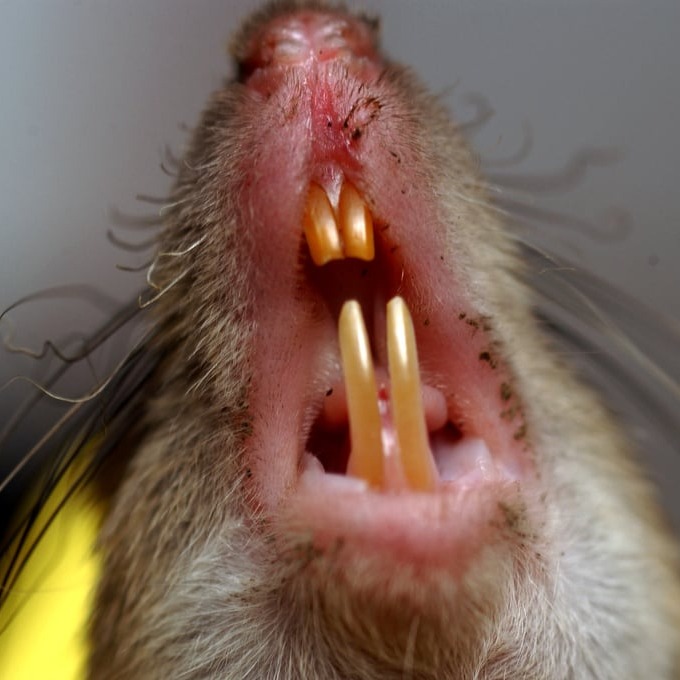 Дератизация крыс в Владимире?